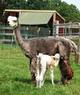 Rosie with new cria Elizabeth 2013