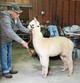 Halter Training at 3 months old