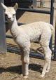 2013 Female Cria(SOLD!)