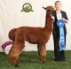 Male Cria Mr. Presidonte (SOLD)!