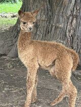 alpaca for sale