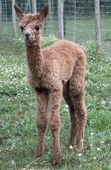 alpaca for sale