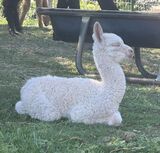 alpaca for sale