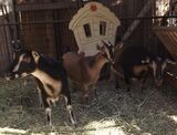 Photo of Nigerian Dwarf Goat Family - 3 Generations All Does