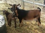 Photo of Emotional Support Nigerian Dwarf Doe