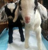 Photo of Emotional Support Bottle Baby Mini Nubian Kid Goats by Reservation