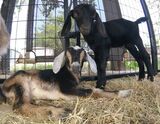 Photo of Emotional Support Bottle Baby Mini Nubian Goat Kids by Reservation