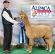 2018 Male, at the AOA National Show