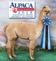 2017 Female, at AOA National Show