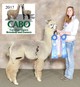 Sire of 2020 cria, Blue Laser