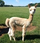 2020 Male cria- SOLD