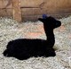 March '19 - first cria, Fire's Nerissa by Kodiak