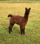 2020 female cria, Smokin' Hot  SOLD!!