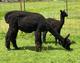 Tomorrow's Promise and 2020 female cria