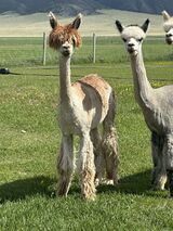 alpaca for sale