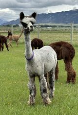 alpaca for sale