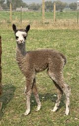 alpaca for sale