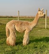 alpaca for sale