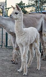 alpaca for sale