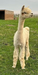 alpaca for sale