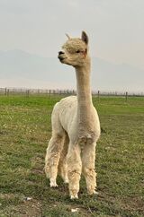 alpaca for sale