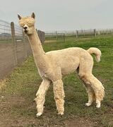 alpaca for sale