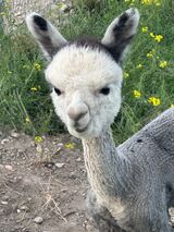 alpaca for sale