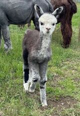 alpaca for sale