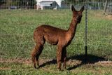 alpaca for sale