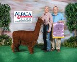 alpaca for sale