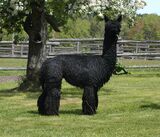 alpaca for sale