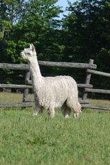 alpaca for sale