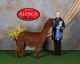 alpaca for sale