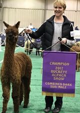 alpaca for sale