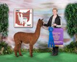 alpaca for sale