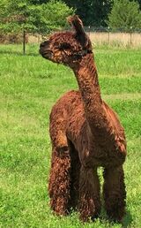 alpaca for sale