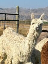 alpaca for sale