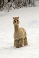 alpaca for sale