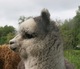 alpaca for sale