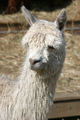 alpaca for sale