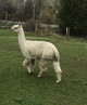 alpaca for sale