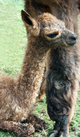 alpaca for sale