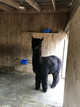 alpaca for sale