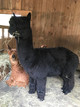 alpaca for sale