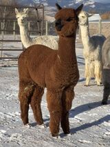 alpaca for sale