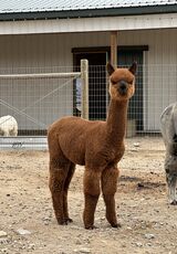 alpaca for sale