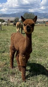 alpaca for sale