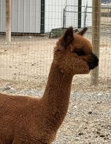 alpaca for sale