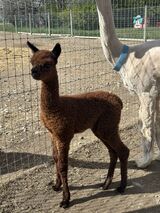 alpaca for sale