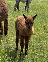 alpaca for sale